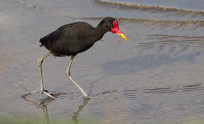 Jacana noir / Jacana jacana / Wattled Jacana