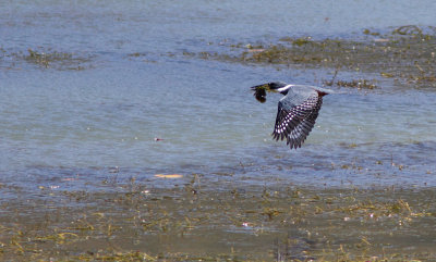 Martin-pêcheur à ventre roux / Megaceryle torquata / Ringed Kingfisher