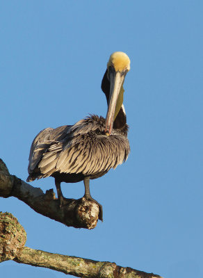 Pélican brun / Pelecanus occidentalis / Brown Pelican