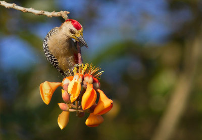 Pic à couronne rouge / Melanerpes rubricapillus / Red-crowned Woodpecker