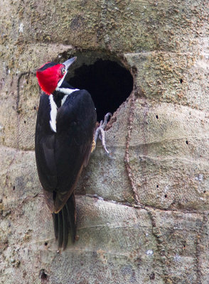 Pic de Malherbe / Campephilus melanoleucos / Crimson-crested Woodpecker