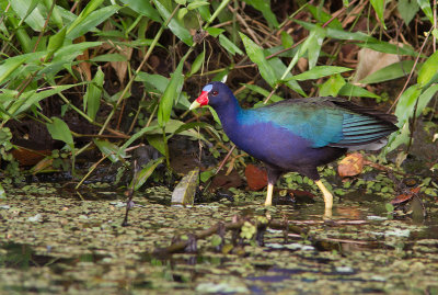 Talève violacée / Porphyrio martinicus / Purple Gallinule