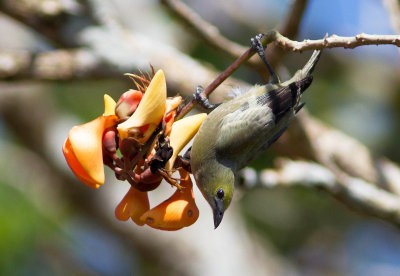 Tangara des palmiers / Thraupis palmarum / Palm Tanager