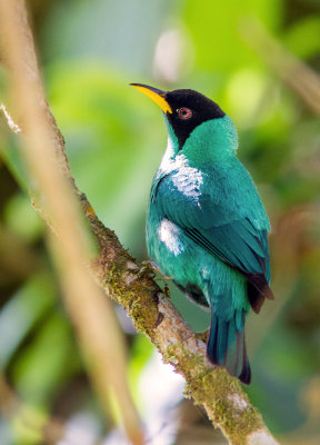 Tangara émeraude / Chlorophanes spiza / Green Honeycreeper