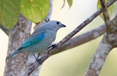 Tangara évêque / Thraupis episcopus / Blue-gray Tanager