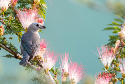 Tangara évêque / Thraupis episcopus / Blue-gray Tanager