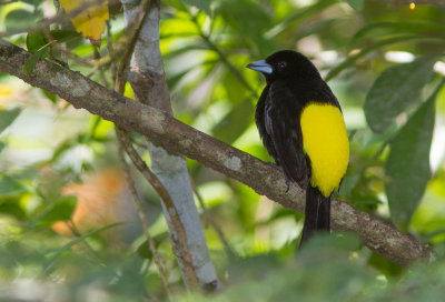 Tangara flamboyant / Ramphocelus flammigerus / Flame-rumped Tanager