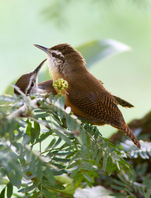 Troglodyte à face pâle / Cantorchilus leucotis / Buff-breasted Wren