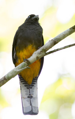 Trogon de Sclater / Trogon chionurus / White-tailed Trogon