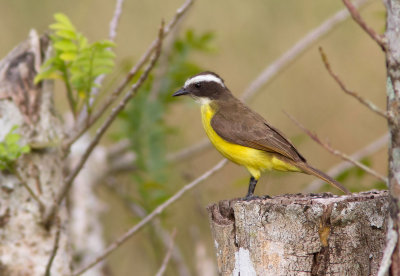 Tyran de Cayenne / Myiozetetes cayanensis / Rusty-margined Flycatcher