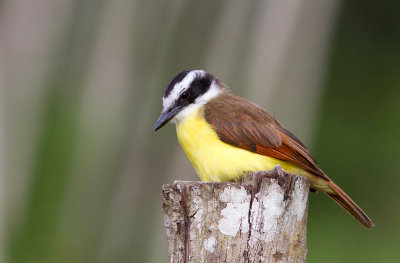 Tyran quiquivi / Pitangus sulphuratus / Great Kiskadee