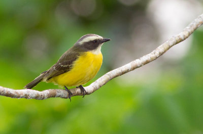 Tyran sociable / Myiozetetes similis / Social Flycatcher