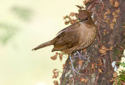 Merle fauve / Turdus grayi / Clay-colored Thrush