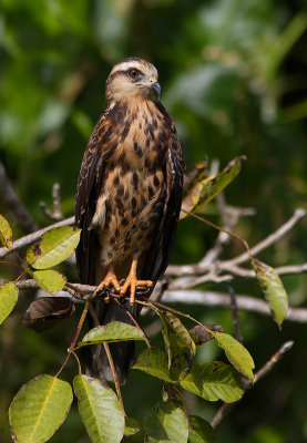 Milan des marais / Rostrhamus sociabilis / Snail Kite