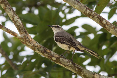 Moqueur des savanes / Mimus gilvus / Tropical Mockingbird