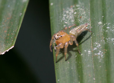 Araigne  identifier / Spider ID to determine