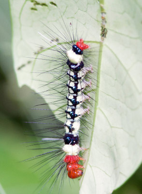 Chenille  identifier / Caterpillar ID to determine