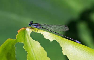 Demoiselle  identifier / Damsefly ID to determine