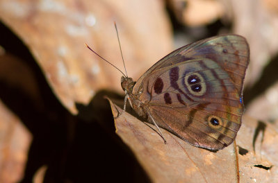 Eunica pomona amata / Rounded Purplewing