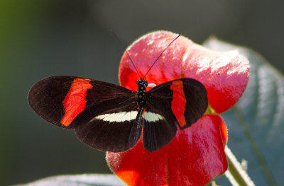 Heliconius erato cruentus / Crimson-patched Longwing