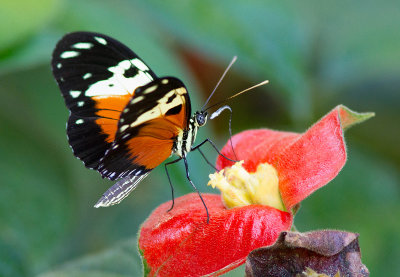 Heliconius hecale melicerta / Hecale Longwing