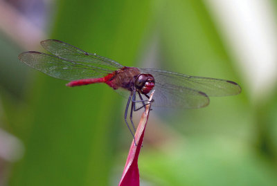 Libellule  identifier / Dragonfly ID to determine