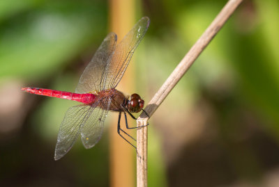 Libellule  identifier / Dragonfly ID to determine