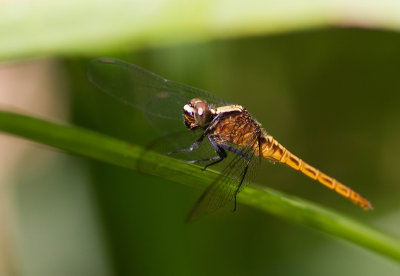 Libellule  identifier / Dragonfly ID to determine