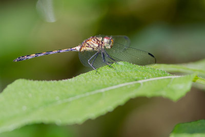 Libellule  identifier / Dragonfly ID to determine