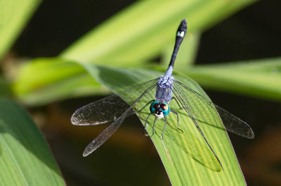 Libellule  identifier / Dragonfly ID to determine,