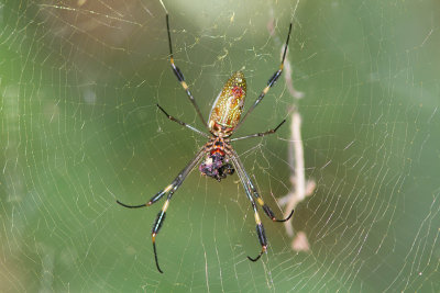 Nephila clavipes / Golden silk spider