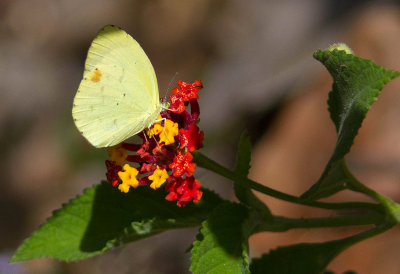 Pyrisitia venusta venusta / Pale Yellow