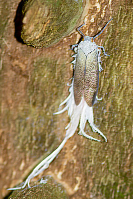 Reticulated planthopper / Pterodictya reticularis