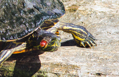 Abeille / Bee Centris sp.  et Tortue peinte / Trachemys scripta dorbignyi / Painted Turtle