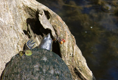 Abeille / Bee Centris sp.  et Tortue peinte / Trachemys scripta dorbignyi / Painted Turtle