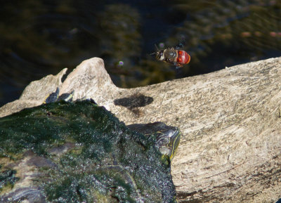 Abeille / Bee Centris sp.  et Tortue peinte / Trachemys scripta dorbignyi / Painted Turtle