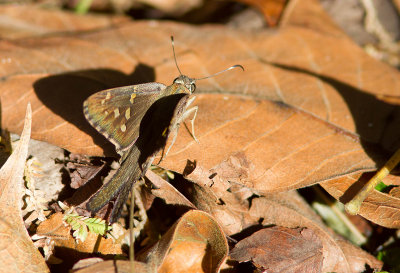 Urbanus proteus proteus / Long-tailed Skipper