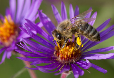 Abeille domestique / Apis mellifera / Honey Bee