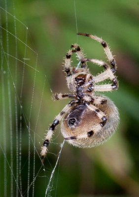 Araneus trifolium - Shamrock Orbweaver