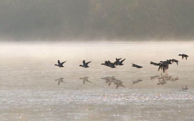 Canards