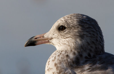 Goland  bec cercl / Larus delawarensis / Ring-billed Gull