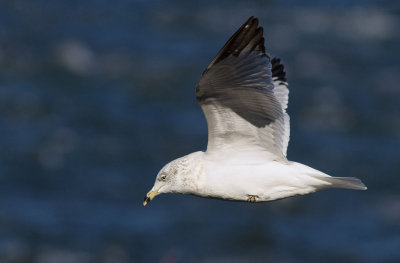 Goland  bec cercl / Larus delawarensis / Ring-billed Gull