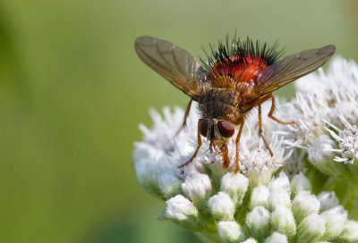 Hystricia abrupta / Tachinid fly