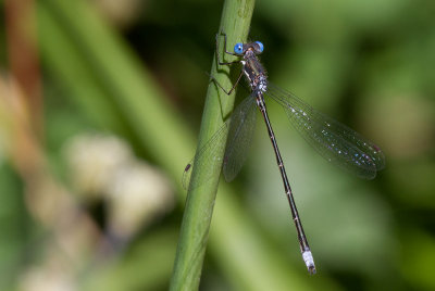 le leste tardif / Lestes congener / spotted spreadwing