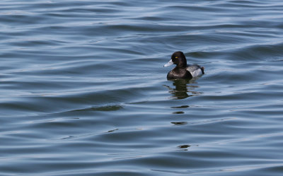 Petit fuligule / Aythya affinis / Lesser Scaup