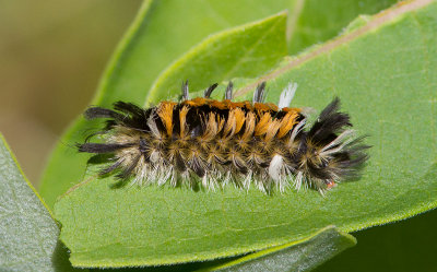 Arctiide de l'asclpiade / Euchaetes egle / Milkweed Tussock Moth