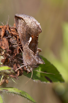 Autographe du cleri / Anagrapha falcifera / Celery Looper