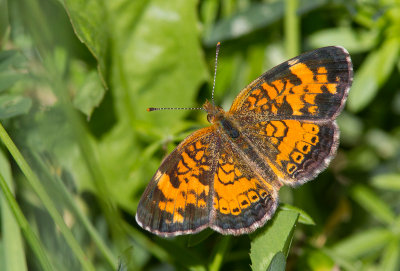 Croissant nordique / Northern Cresent / Phyciodes cocyta