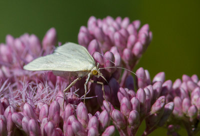 Sitochroa palealis / Greenish-Yellow Sitochroa Moth (4986.1)