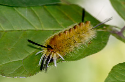 Halysidota tessellaris / Halysidota tessellaris / Banded Tussock Moth (larva)